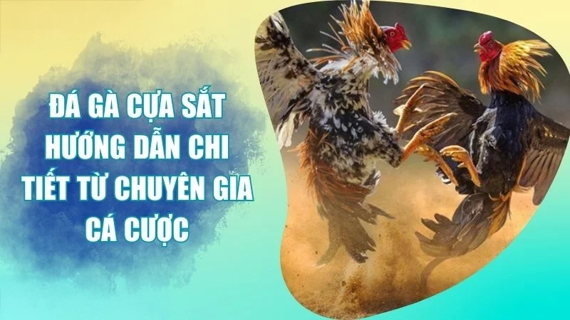 Đá Gà Cựa Sắt Cẩm Nang Bách Chiến Bách Thắng Từ Cao Thủ
